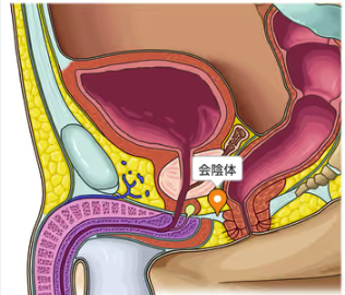 会陰の場所を示しています。