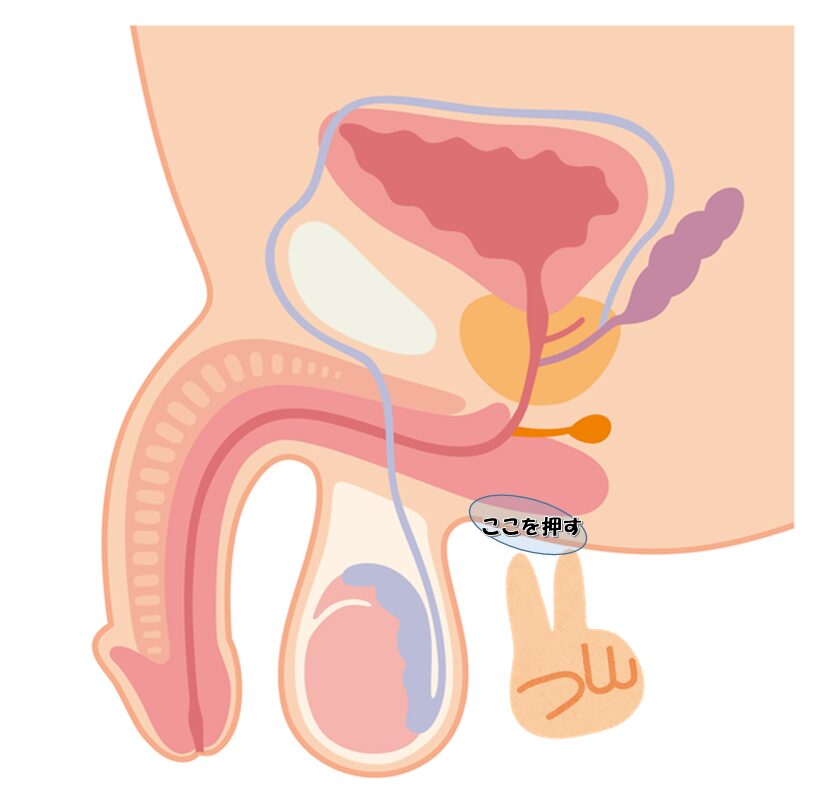 図解で男性の会陰を押す場所を示しています。